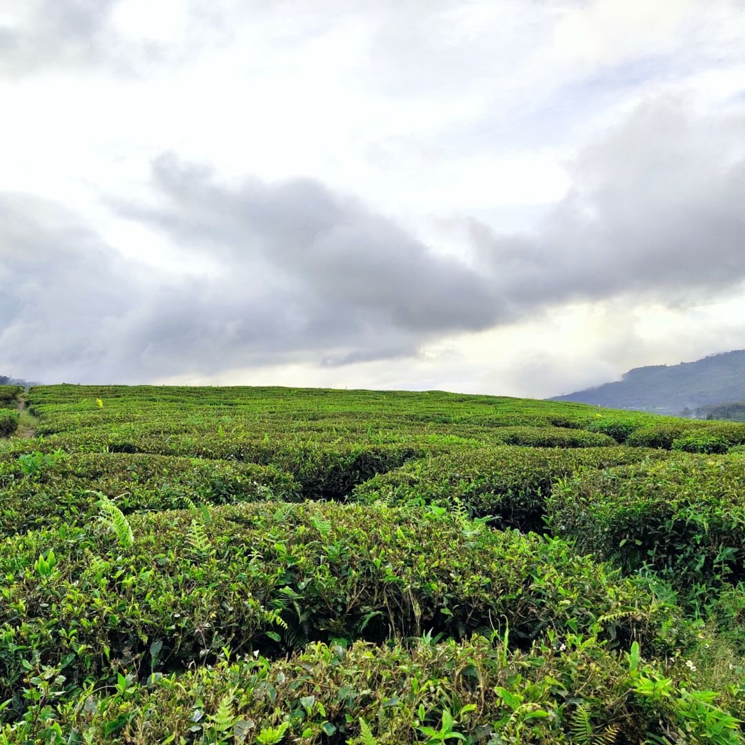 Temi Tea Garden